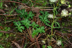 Trachymene composita composita