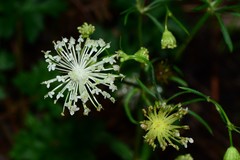 Trachymene composita composita