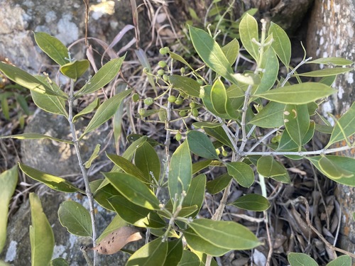 Olea capensis subsp. enervis image