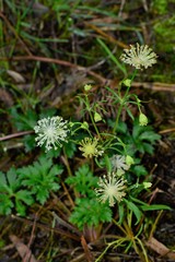 Trachymene composita composita