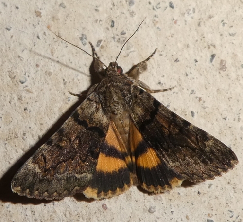 Oak Yellow Underwing
