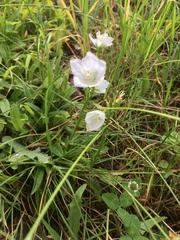 Campanula rotundifolia