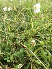 Campanula rotundifolia