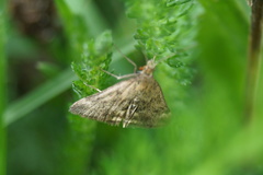 Pyrausta despicata