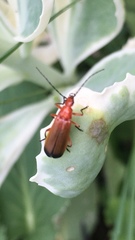 Rhagonycha fulva