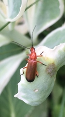Rhagonycha fulva