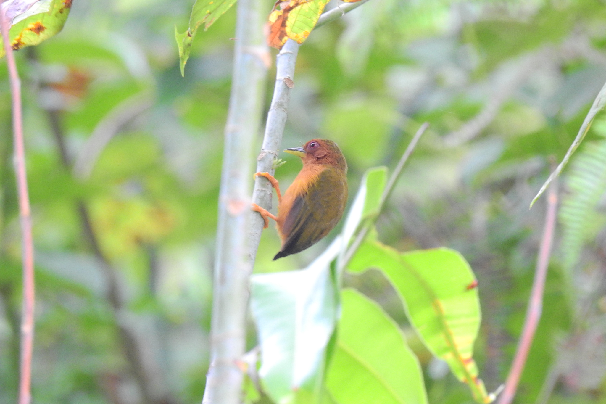 Rufous Piculet illustration