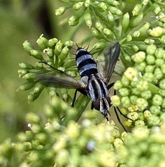 Vanderwulpia sequens
