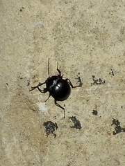 Accanthopus velikensis