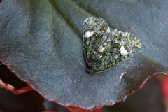 Phosphila miselioides