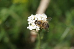 Apis mellifera