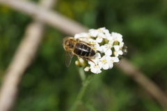 Apis mellifera