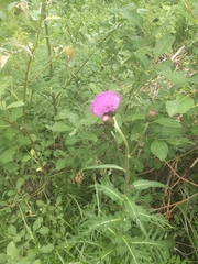 Cirsium heterophyllum