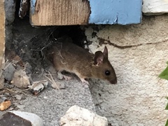 Apodemus flavicollis