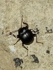Accanthopus velikensis