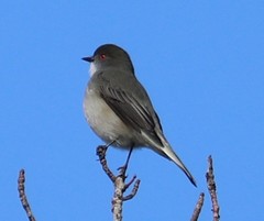 Pyrope pyrope fortis