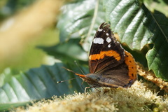 Vanessa atalanta