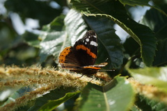 Vanessa atalanta