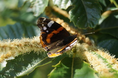 Vanessa atalanta