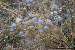 Jasione sessiliflora