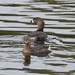 Southern Pied-billed Grebe - Photo (c) martinoli, some rights reserved (CC BY-NC), uploaded by martinoli