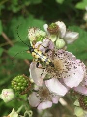 Rutpela maculata
