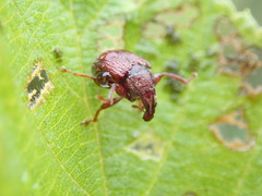 Himatolabus pubescens