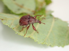 Himatolabus pubescens
