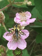 Rutpela maculata