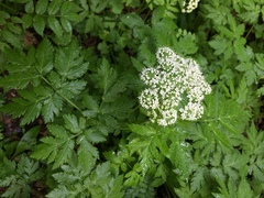Chaerophyllum hirsutum