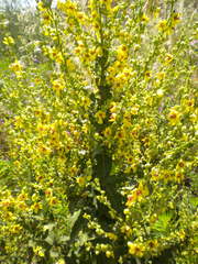 Magnoliopsida
