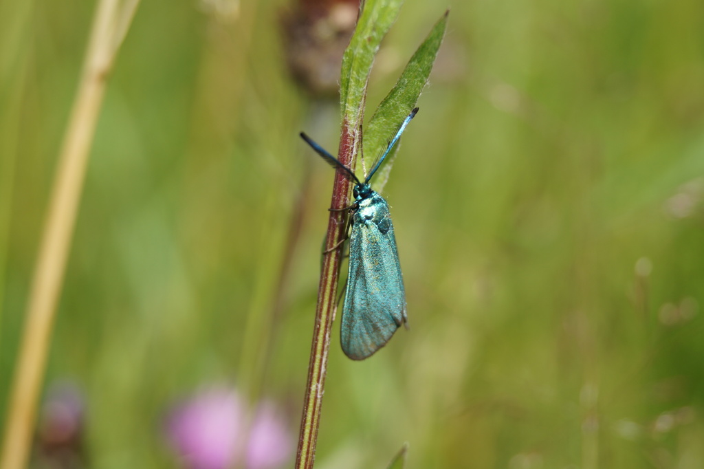 Metallic blue-green moth with feathered antennae, sitting on a vertical flower stem. In the out-of-focus background there is grass, other stems, and pink flowers.