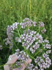 Valeriana officinalis