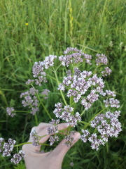 Valeriana officinalis