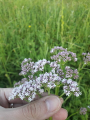 Valeriana officinalis