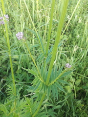 Valeriana officinalis