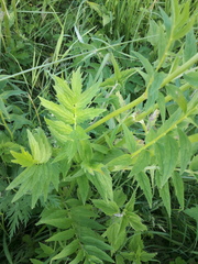 Valeriana officinalis