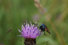 Zygaena