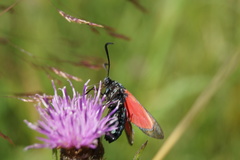 Zygaena