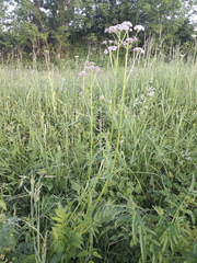 Valeriana officinalis