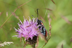Zygaena