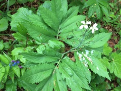 Cardamine heptaphylla