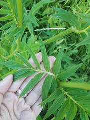 Valeriana officinalis