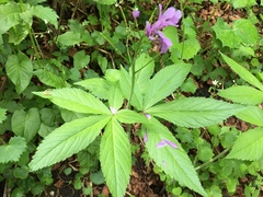 Cardamine pentaphyllos
