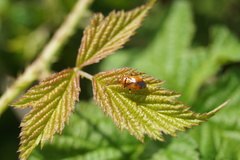 Deraeocoris ruber