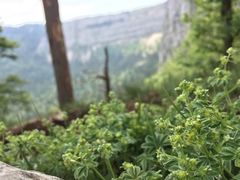 Alchemilla conjuncta