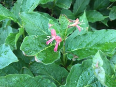 Lonicera alpigena
