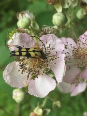 Rutpela maculata