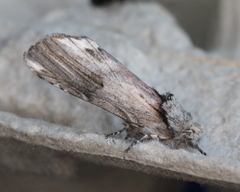 Oedemasia concinna