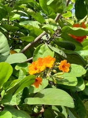 Cordia sebestena